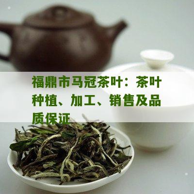 福鼎市马冠茶叶：茶叶种植、加工、销售及品质保证