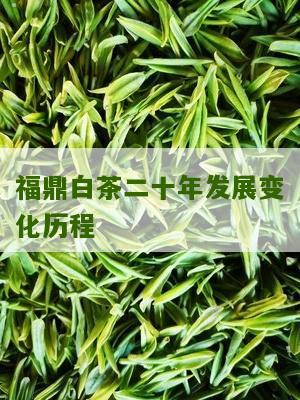 福鼎白茶二十年发展变化历程