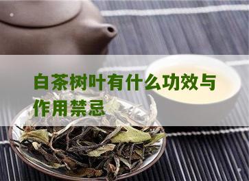 白茶树叶有什么功效与作用禁忌