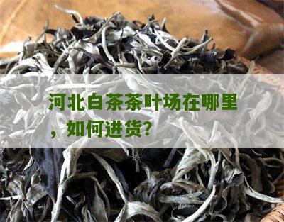 河北白茶茶叶场在哪里，如何进货？