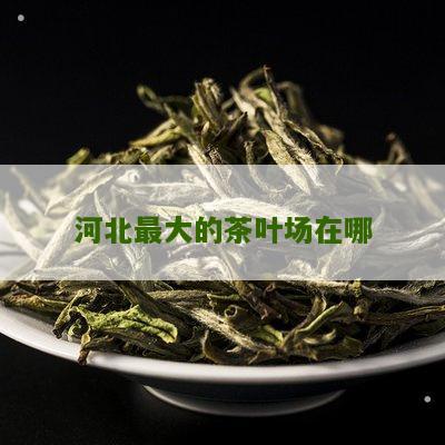 河北最大的茶叶场在哪