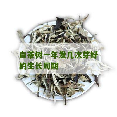 白茶树一年发几次芽好的生长周期