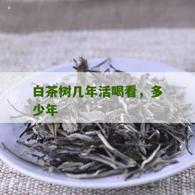 白茶树几年活喝看，多少年