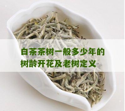 白茶茶树一般多少年的树龄开花及老树定义