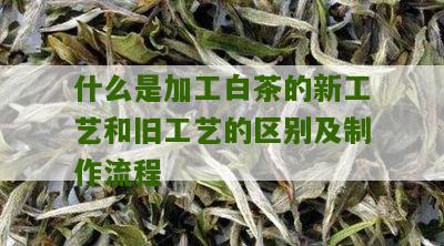 什么是加工白茶的新工艺和旧工艺的区别及制作流程