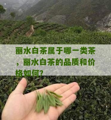 丽水白茶属于哪一类茶，丽水白茶的品质和价格如何？