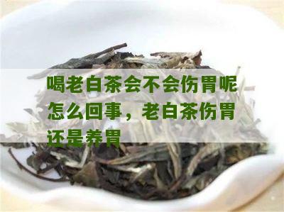 喝老白茶会不会伤胃呢怎么回事，老白茶伤胃还是养胃