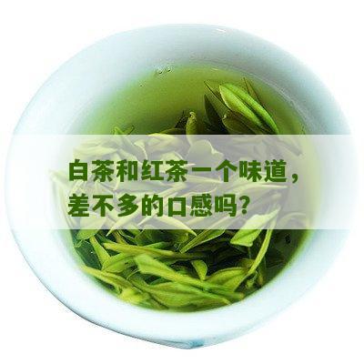 白茶和红茶一个味道，差不多的口感吗？