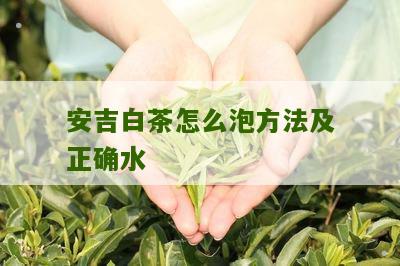 安吉白茶怎么泡方法及正确水