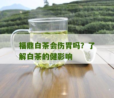 福鼎白茶会伤胃吗？了解白茶的健影响