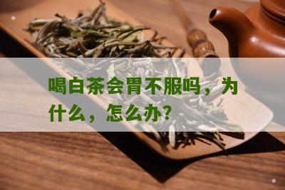 喝白茶会胃不服吗，为什么，怎么办？