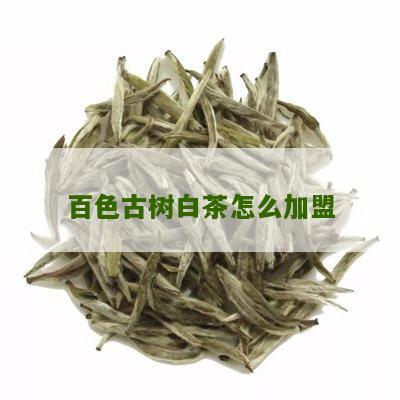 百色古树白茶怎么加盟