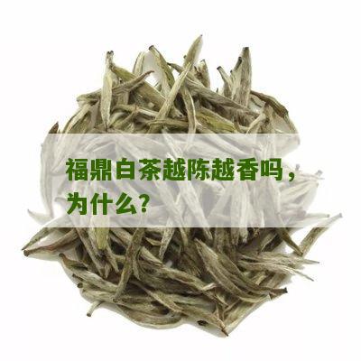 福鼎白茶越陈越香吗，为什么？