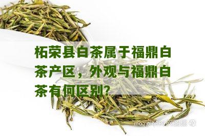 柘荣县白茶属于福鼎白茶产区，外观与福鼎白茶有何区别？