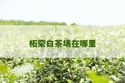 柘荣白茶场在哪里