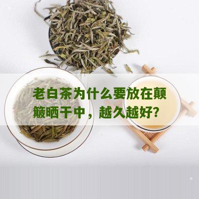 老白茶为什么要放在颠簸晒干中，越久越好？