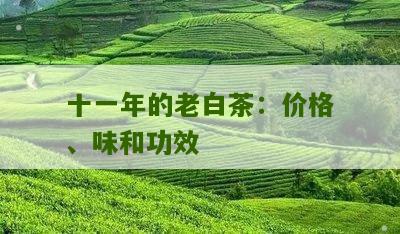 十一年的老白茶：价格、味和功效